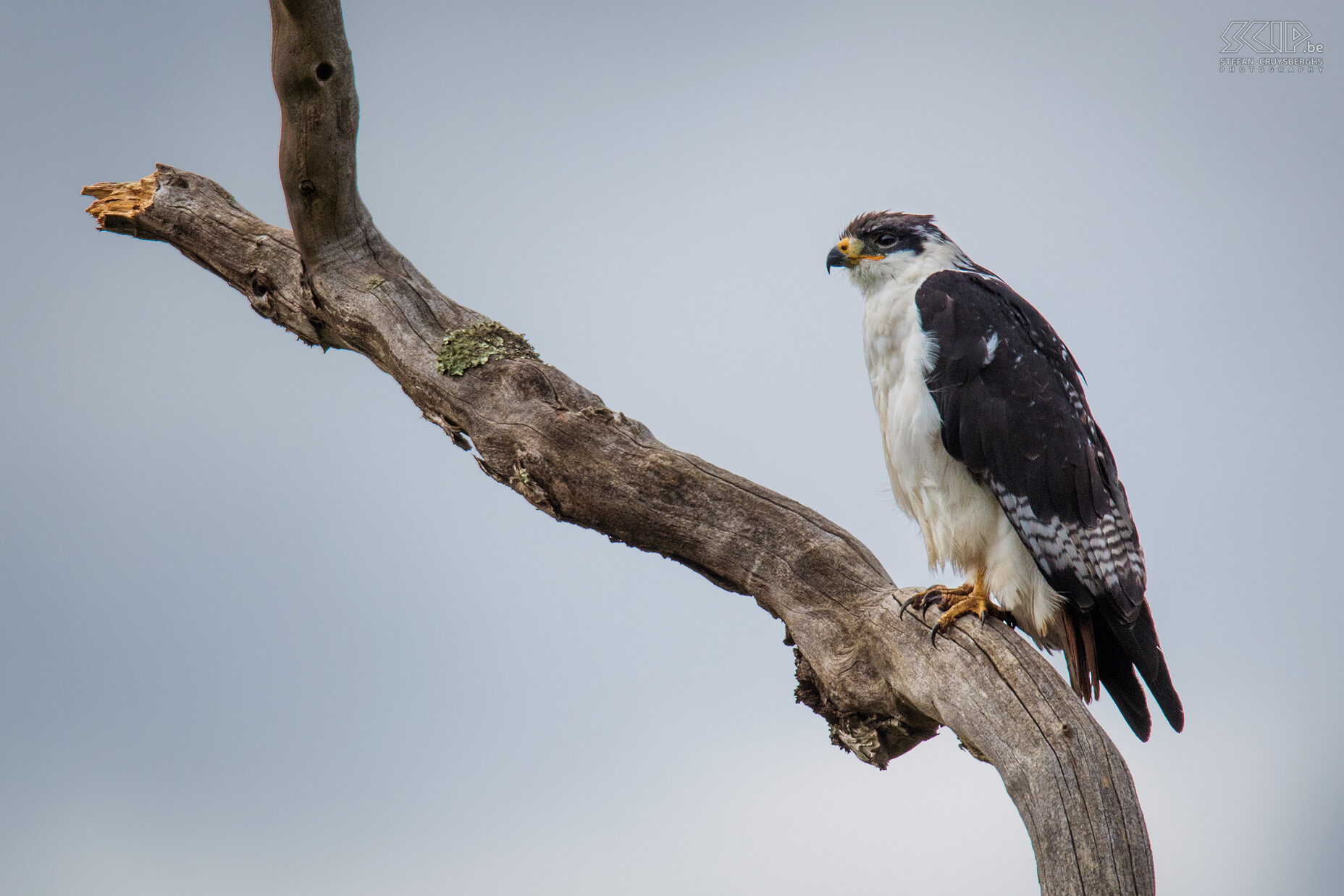 Bale Mountains - Dinsho - Augurbuizerd De augurbuizerd (Augur buzzard, Buteo augur) is vrij algemeen in de Bale Mountains. Stefan Cruysberghs